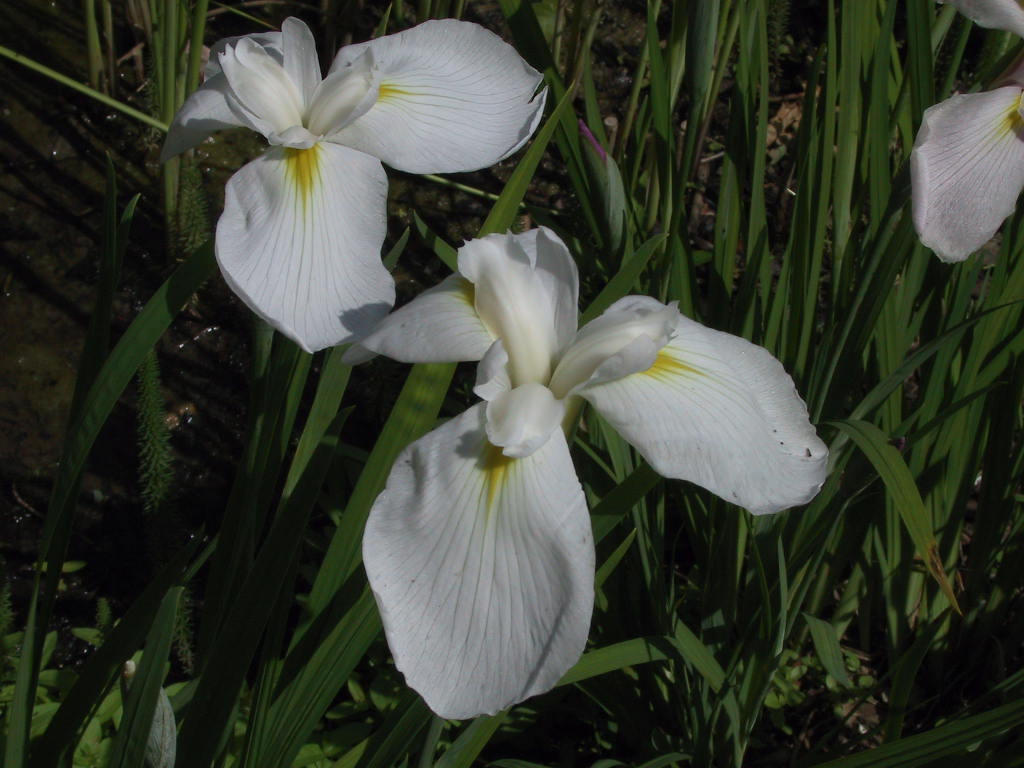 Iris ensata weiss 2.jpg